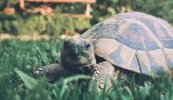 15 Business Lessons From the Tortoise