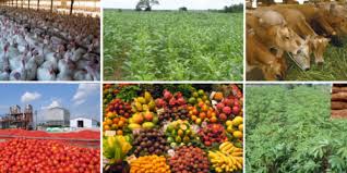 6 Beautiful Specializations in Agriculture business for intending Farmers