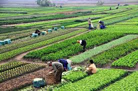 6 Beautiful Specializations in Agriculture business for intending Farmers