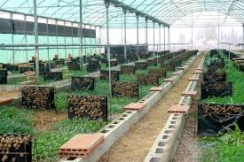 6 Reasons why Snail Farming is highly profitable in Nigeria