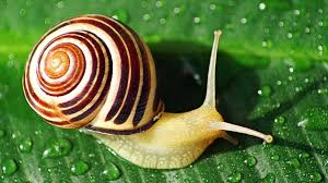 6 Reasons why Snail Farming is highly profitable in Nigeria