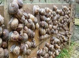 5 Important Tips to Maximize Profit in the Snail Farming Business in Nigeria