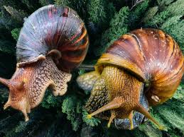 5 Important Tips to Maximize Profit in the Snail Farming Business in Nigeria