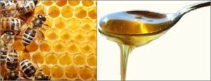 5 Steps to Successful Honey Bee Farming in Nigeria