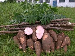 How to build a multi-million-naira cassava processing venture in Nigeria