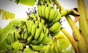 How to make millions of Naira plantain farming in Nigeria