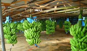 How to make millions of Naira plantain farming in Nigeria