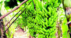 How to make millions of Naira plantain farming in Nigeria