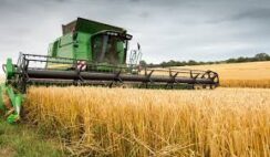 How to Become a Millionaire doing Rice Farming in Nigeria How to Become a Millionaire doing Rice Farming in Nigeria