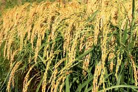 How to Become a Millionaire doing Rice Farming in Nigeria