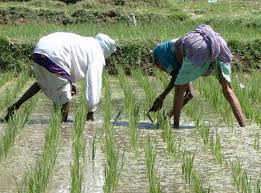 How to Become a Millionaire doing Rice Farming in Nigeria