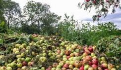 Food and Agriculture Technology Business Plan in Nigeria