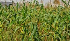 FARM INVESTMENT YOU CAN VENTURE INTO IN NIGERIA