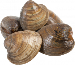 Shell Fish Processing and Packaging Business Plan in Nigeria