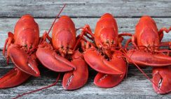 Shell Fish Processing and Packaging Business Plan in Nigeria