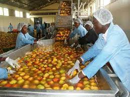 Mango Juice Production Business Plan in Nigeria