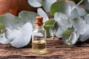 ESSENTIAL OIL EXTRACTION (EUCALYPTUS OIL) BUSINESS PLAN IN NIGERIA 