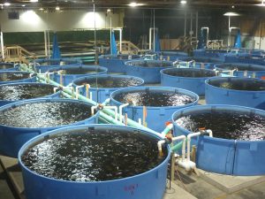 FISH FARMING BUSINESS PLAN IN NIGERIA