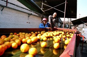 Citrus Farm/Orchard Business Plan in Nigeria