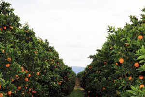 CITRUS FARM/ORCHARD BUSINESS PLAN IN NIGERIA