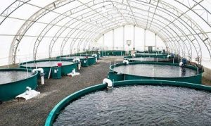 FISH FARMING BUSINESS PLAN IN NIGERIA