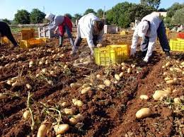 POTATO FARMING AND PROCESSING BUSINESS PLAN IN NIGERIA