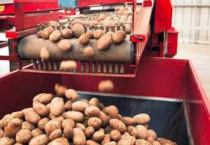 POTATO FARMING AND PROCESSING BUSINESS PLAN IN NIGERIA