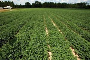 Groundnut Farming and Processing Business Plan in Nigeria