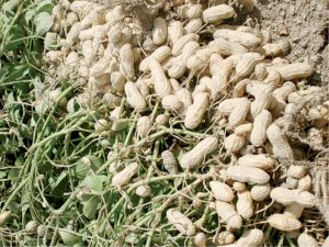 Groundnut Farming and Processing Business Plan in Nigeria