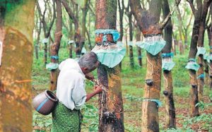 RUBBER FARMING AND PROCESSING BUSINESS PLAN IN NIGERIA
