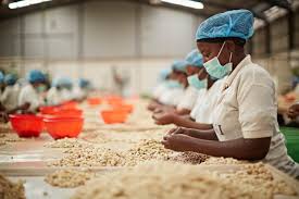 EDIBLE CASHEW KERNEL PRODUCTION BUSINESS PLAN IN NIGERIA