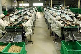 EDIBLE CASHEW KERNEL PRODUCTION BUSINESS PLAN IN NIGERIA