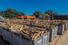 Cassava-Based Adhesive Production Business Plan in Nigeria