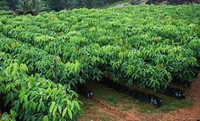 RUBBER FARMING AND PROCESSING BUSINESS PLAN IN NIGERIA