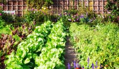 Top 5 Tips for Taking Care of Your Garden