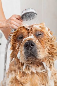 Pet Grooming Business Plan in Africa