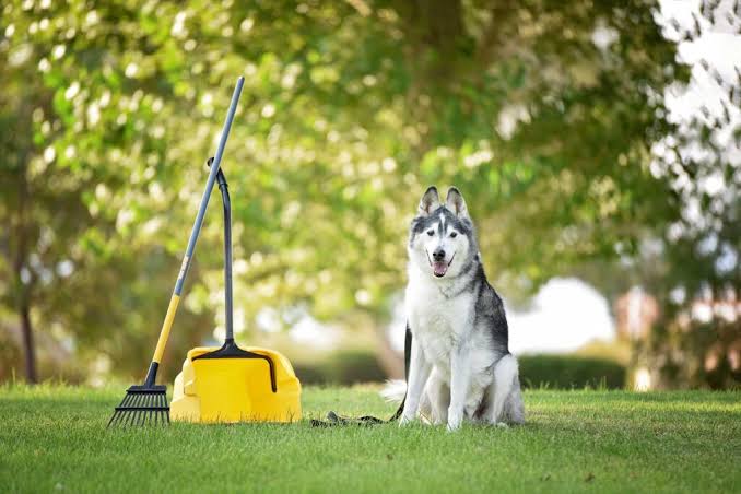 Pet Waste Removal Business Plan in Africa