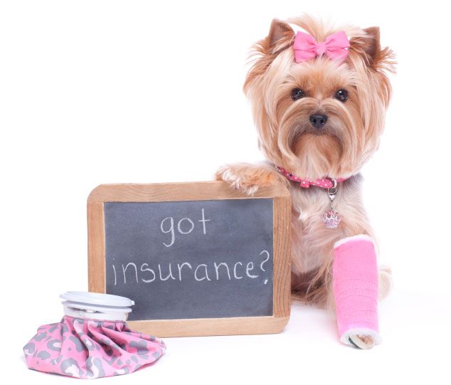 Pet Insurance Business Plan in Africa