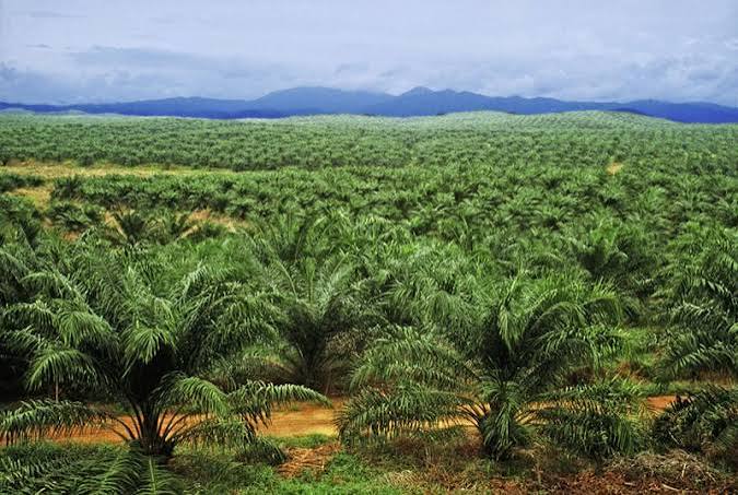 Is Oil Palm Plantation Profitable?