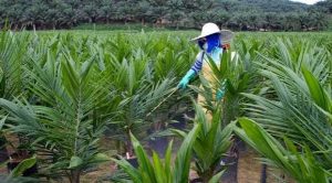 Is Oil Palm Plantation Profitable?