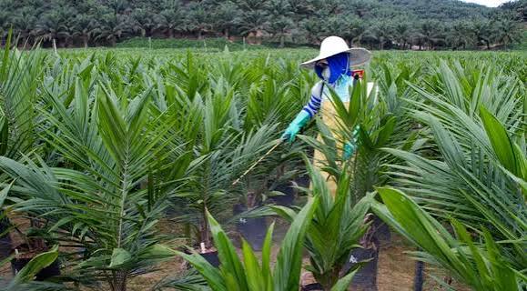 Is Oil Palm Plantation Profitable?