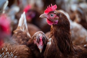 How to Start a Poultry Farm in Nigeria from the UK (2026 Complete Guide for Diaspora Investors)
