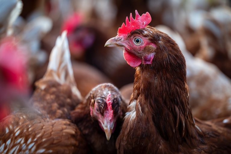 How to Start a Poultry Farm in Nigeria from the UK (2026 Complete Guide for Diaspora Investors)