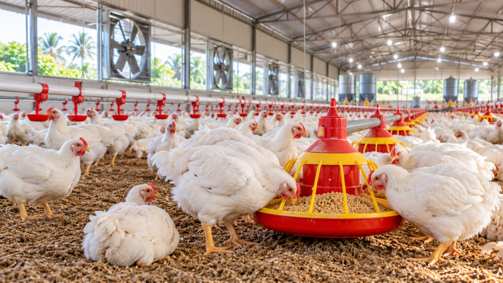 Cost of Starting a Commercial Poultry Farm in Nigeria (2026 Guide)