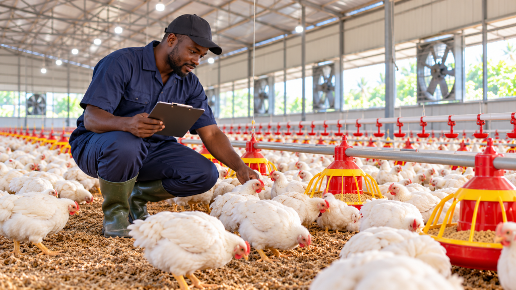 Cost of Starting a Commercial Poultry Farm in Nigeria (2026 Guide)